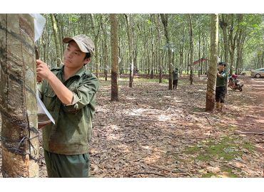 Lớp công nhân mới ở rừng cao-su Đồng Nai
